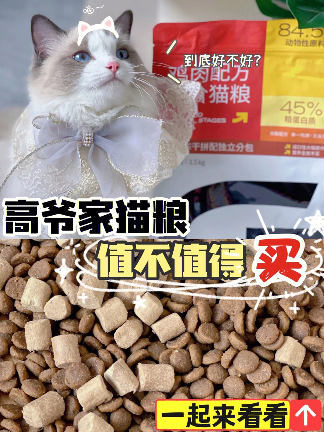 新手养猫猫粮推荐热门猫粮深度测评