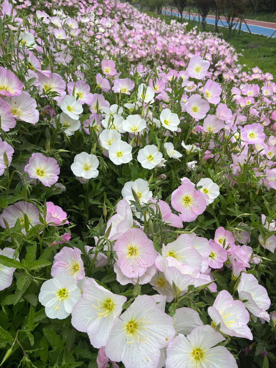 花海#出游#周末去哪儿 月见草花开了月见草,柳叶菜科,月见草属.