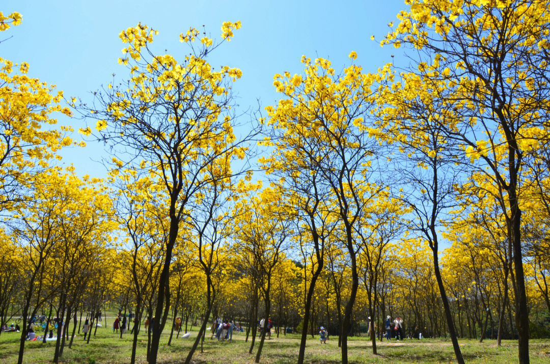 东莞松山湖黄花风铃木盛开了