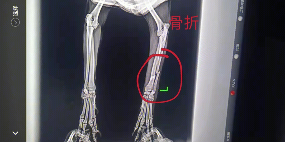 狗坐骨骨折图片