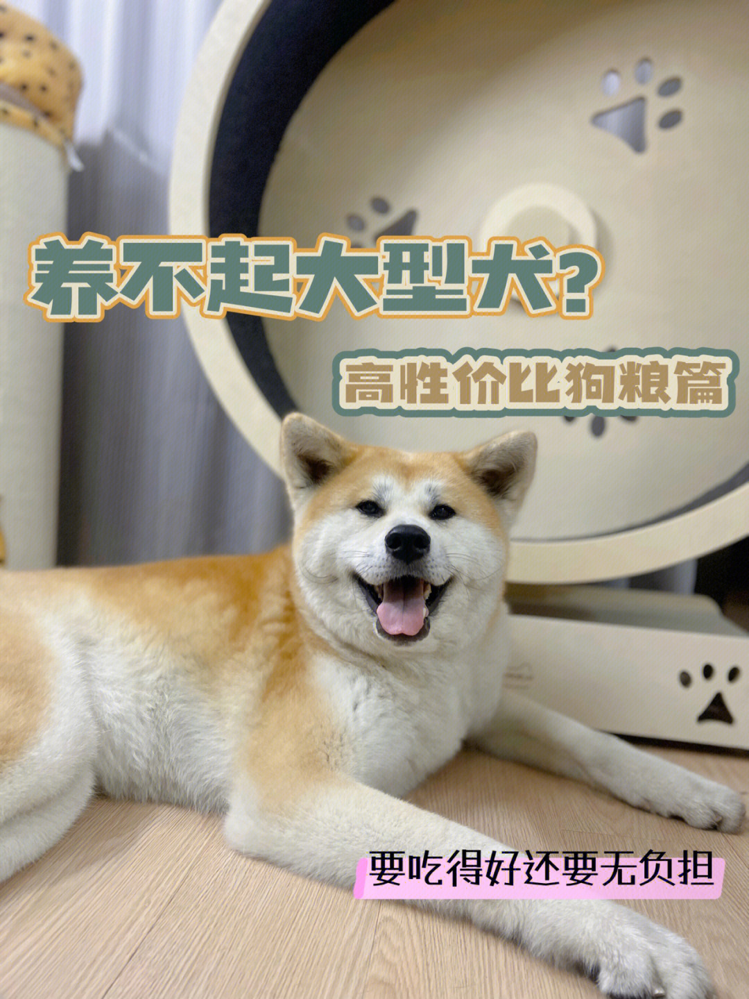 养不起大型犬来来来看我怎么样的