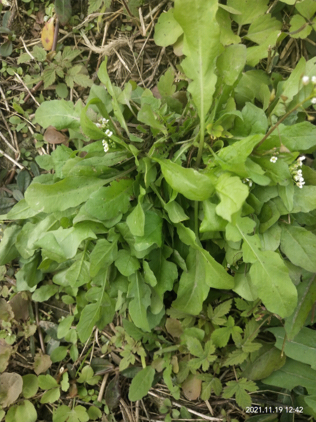 蔊菜与荠菜的图片区别图片