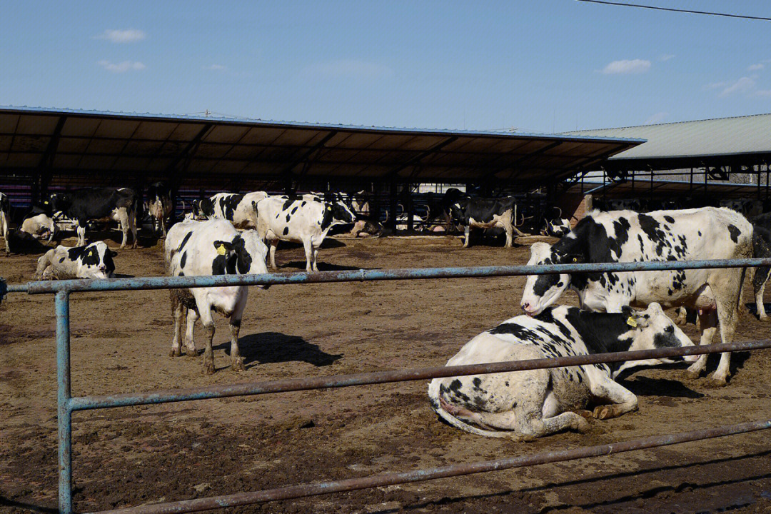 北京农机试验站奶牛牧场体验