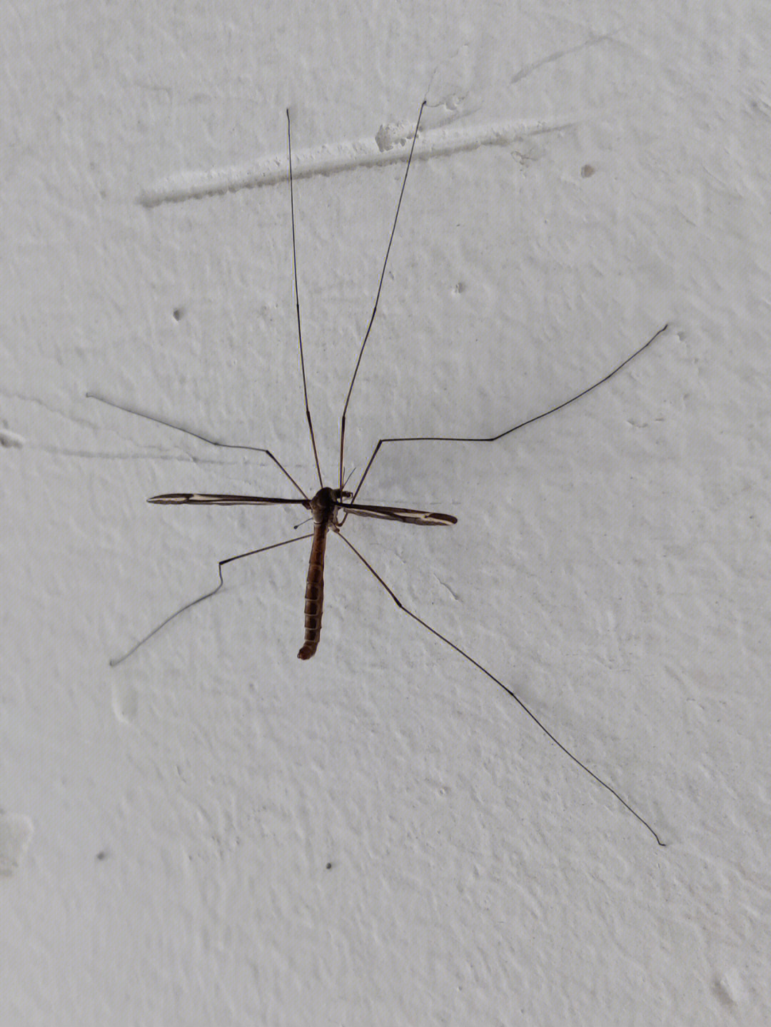 家里出现巨型蚊子图片