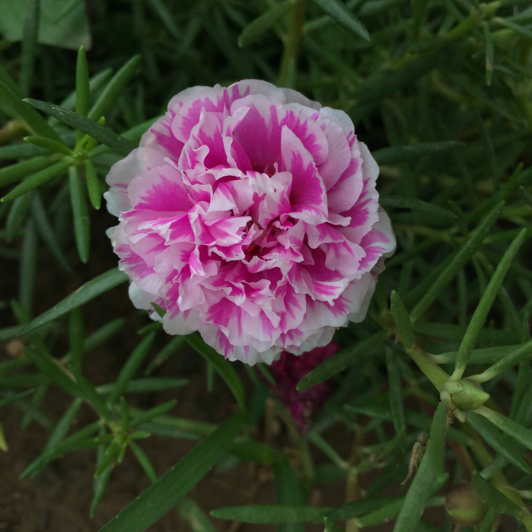 枝条长得好壮(可能因为最近雨水多#太阳花#重瓣宿根太阳花#重瓣