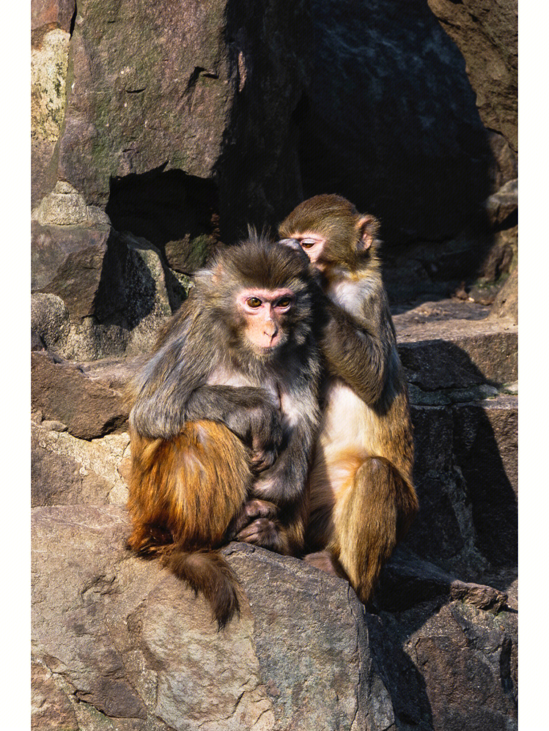 动物名片猴子图片