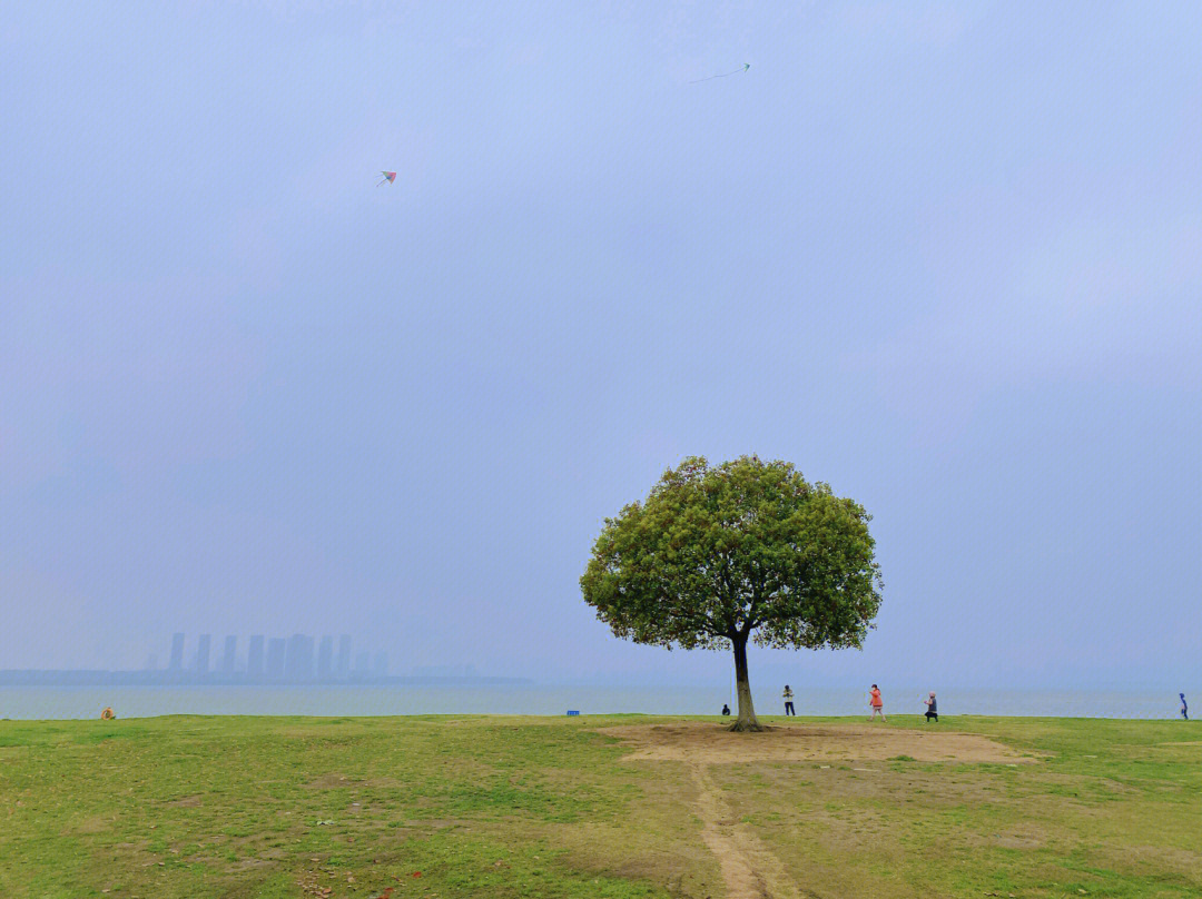 苏州半月湾一棵树图片