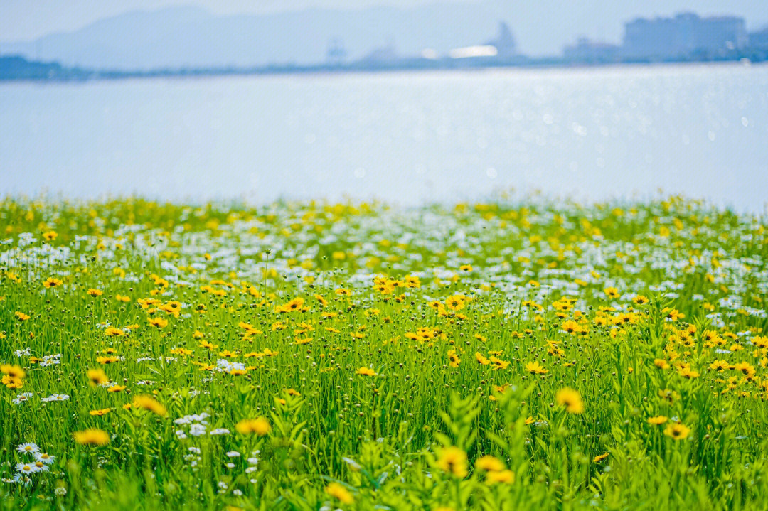 面朝大海春暖花开宁波梅山红桥花海等你来