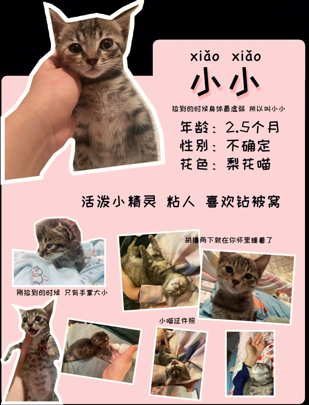 十只小猫咪教学挂图图片