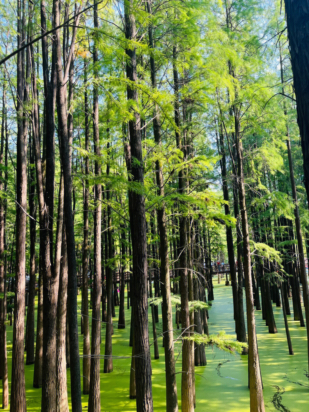 青山湖水上森林公园攻略杭州素人打卡