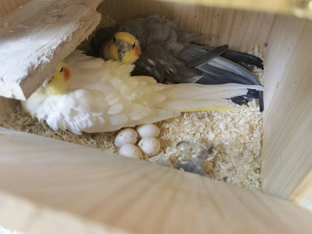 玄凤鹦鹉孵化过程图图片