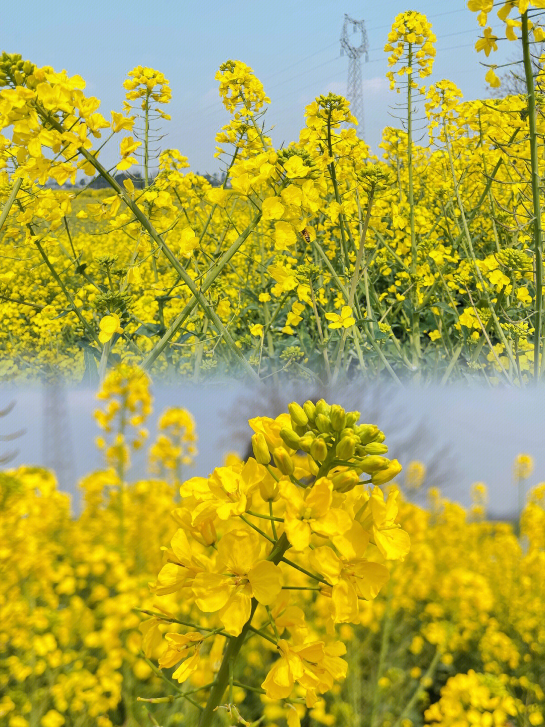 两河村油菜花图片