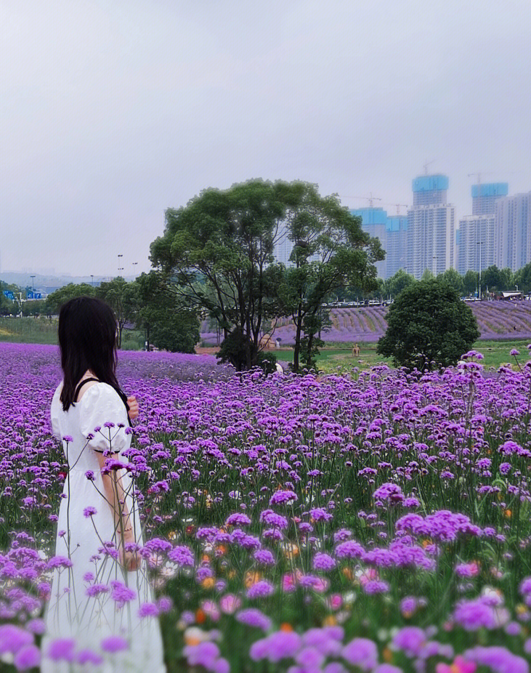 马鞭草花海