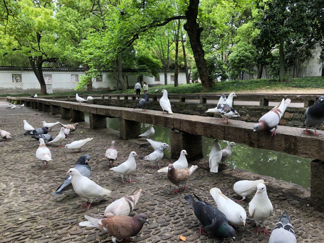 一群鸽子图片大全图片