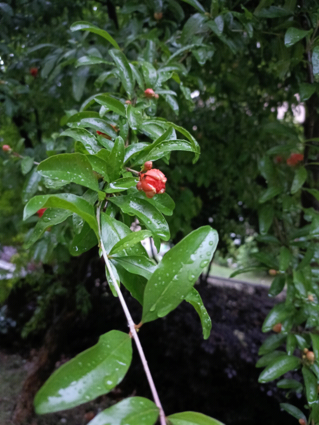 雨后花园图片