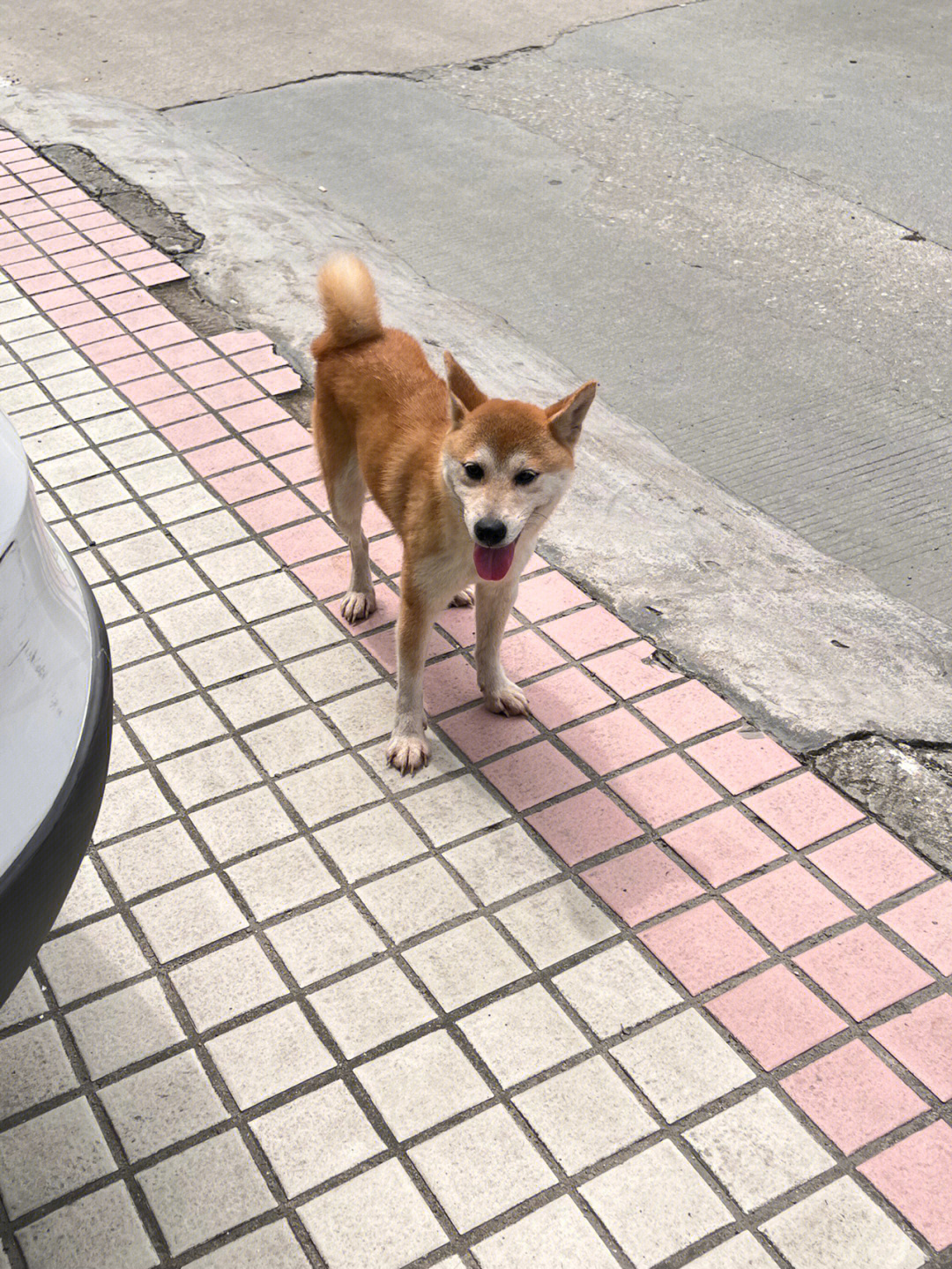 寻主75谁家的小柴犬跑丢了