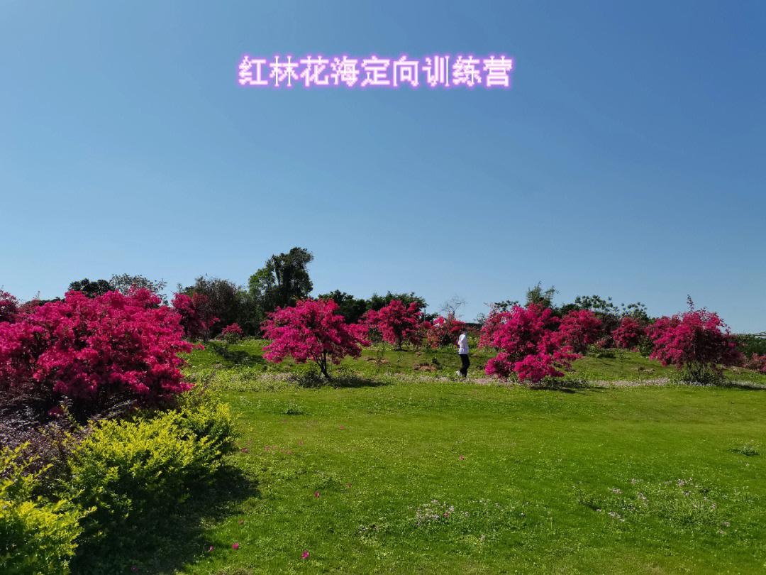 红林花海图片