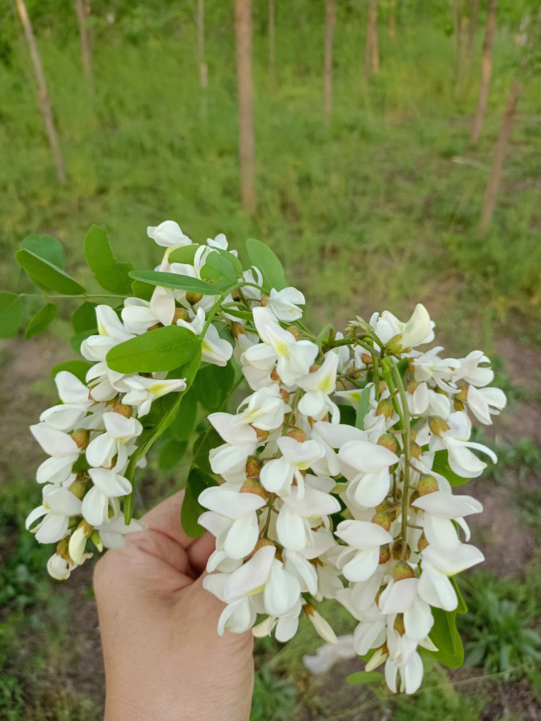 黄河边槐树林,又是一年槐花飘香,吹着黄河风,够着槐花,休闲娱乐.