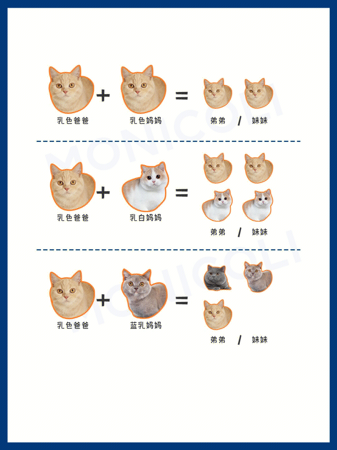 猫咪繁育配色表图片