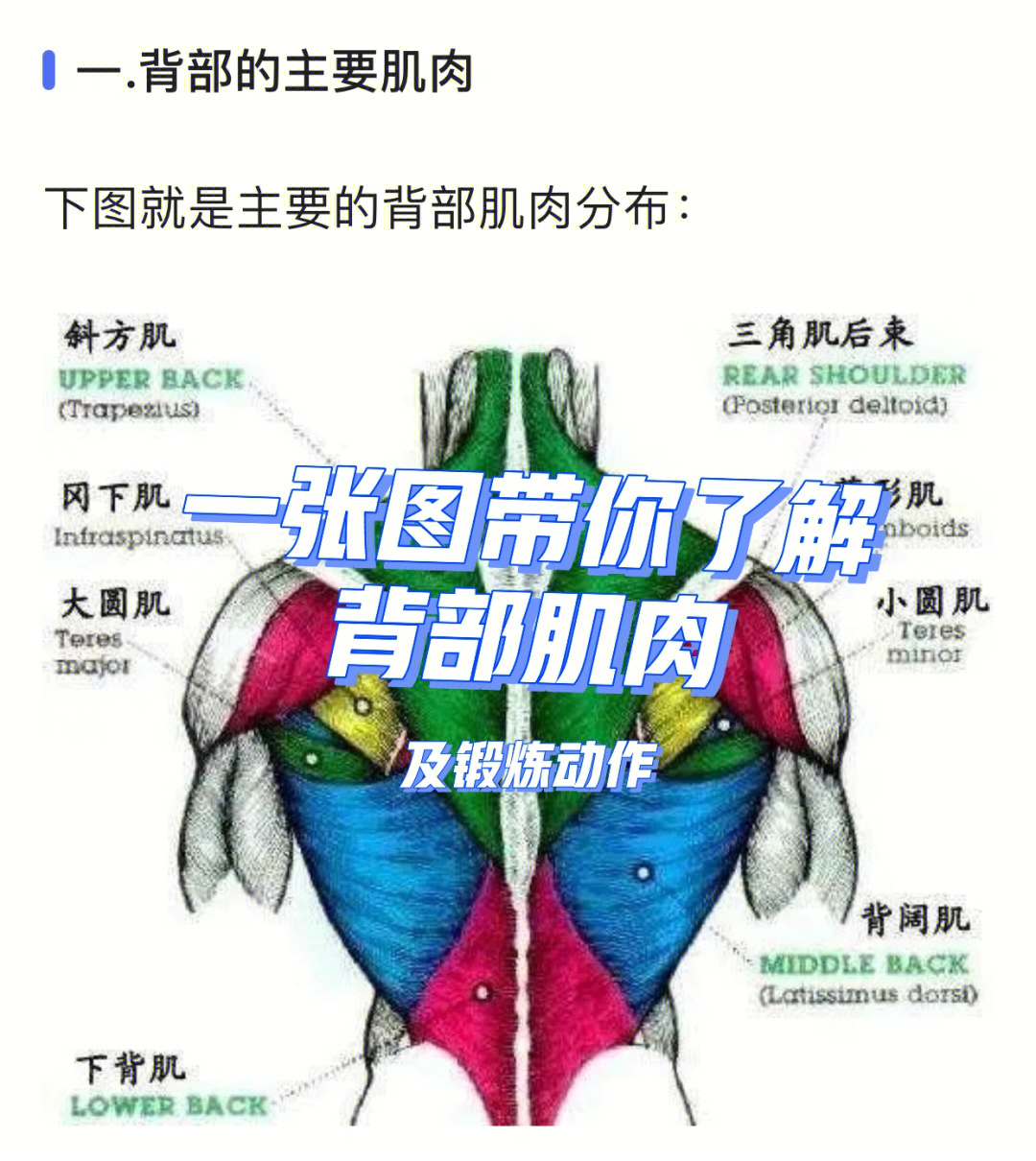 医学背部肌肉图解图片