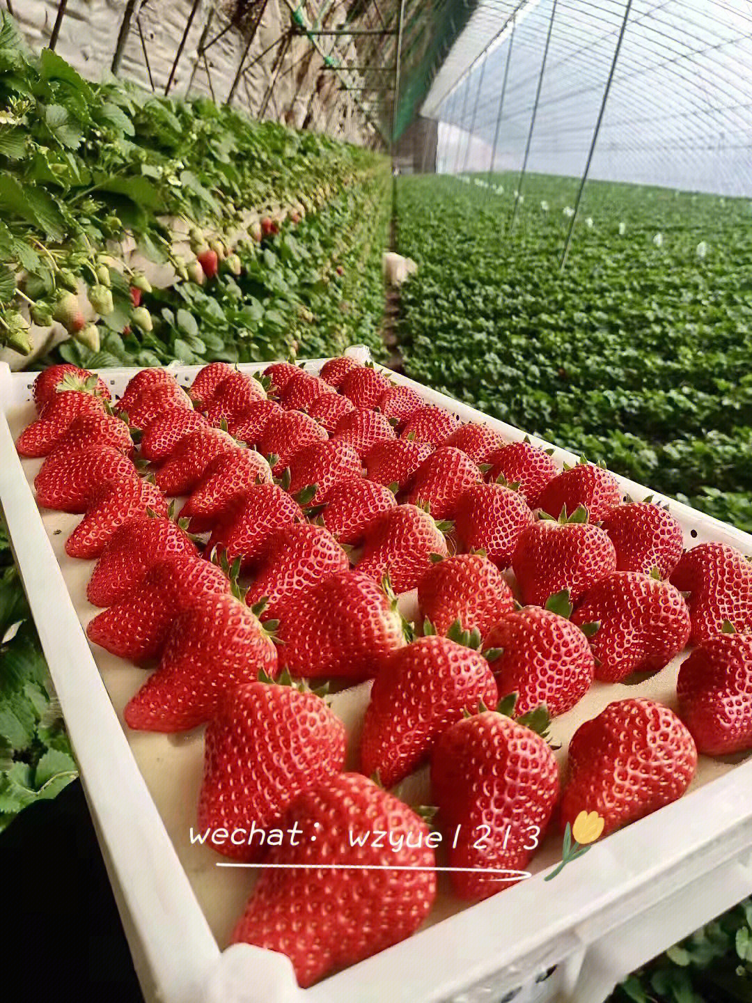 九九草莓 特点图片