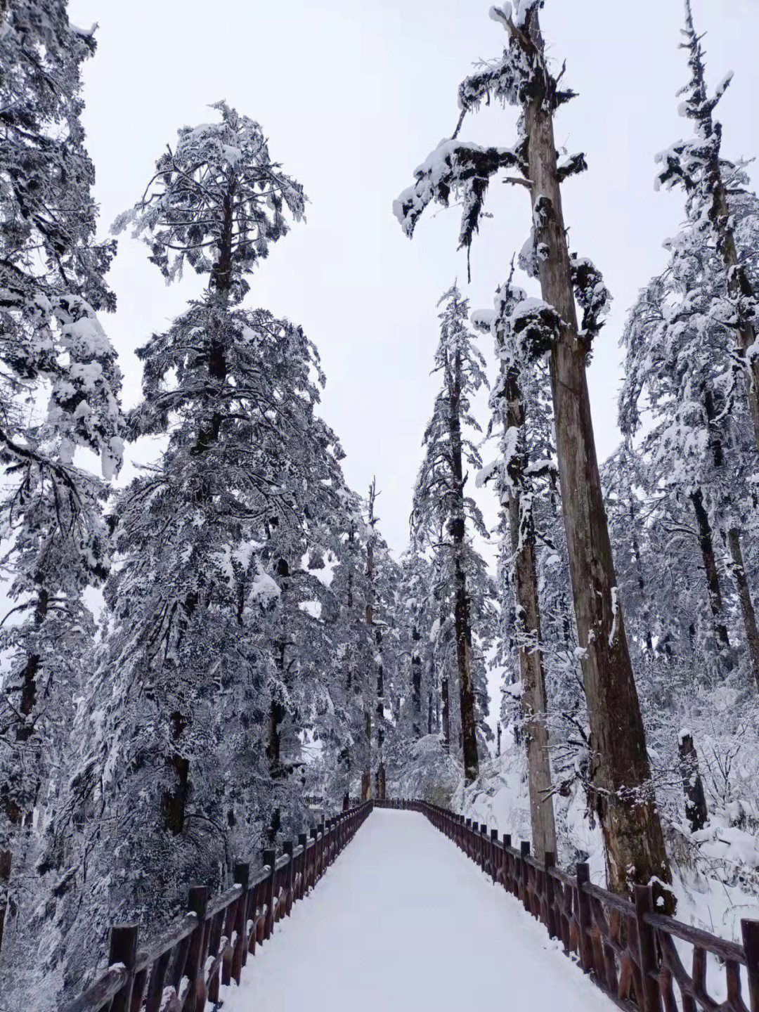 瓦屋山雪景yyds