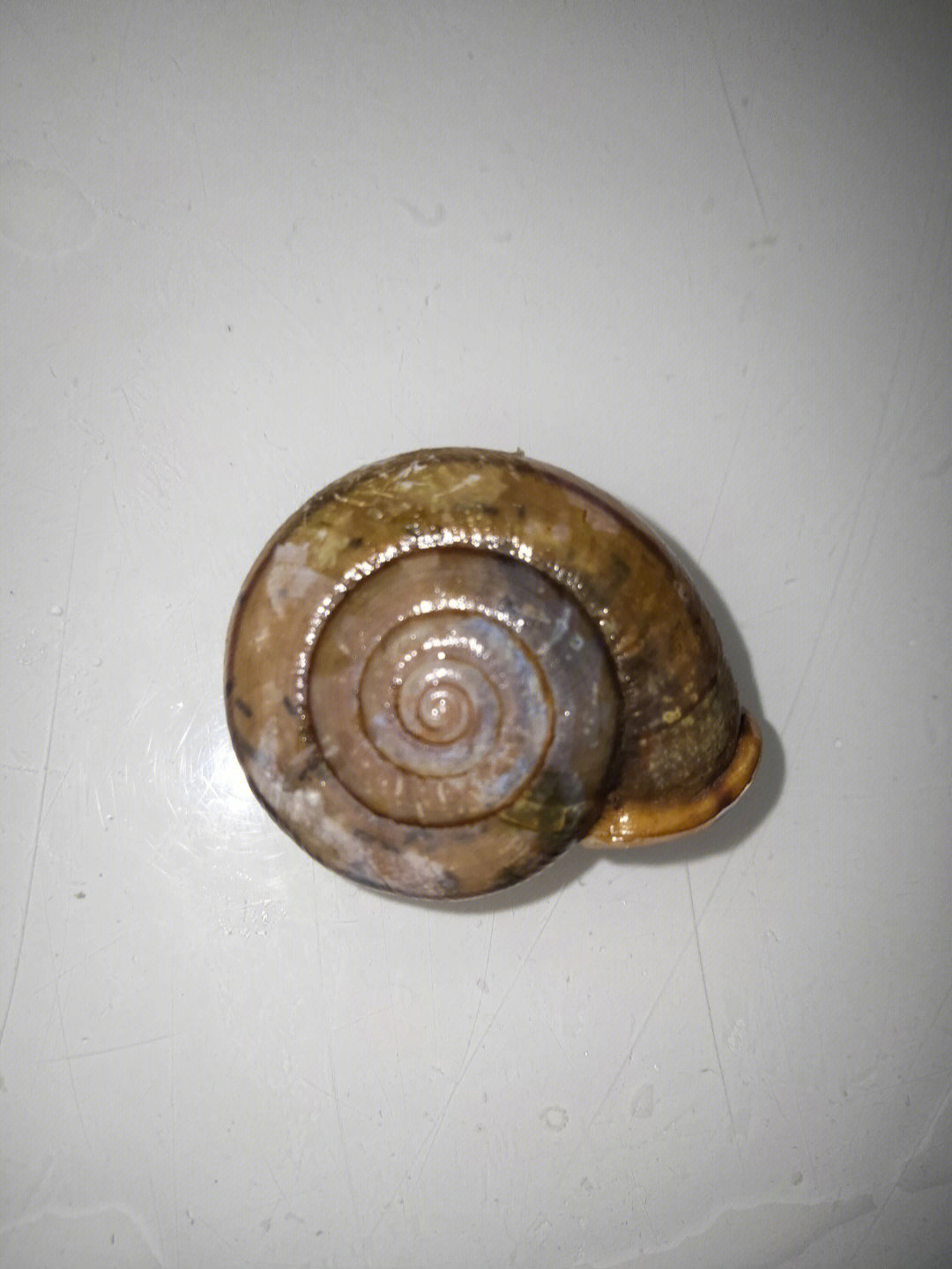 蜗牛壳内部结构图片