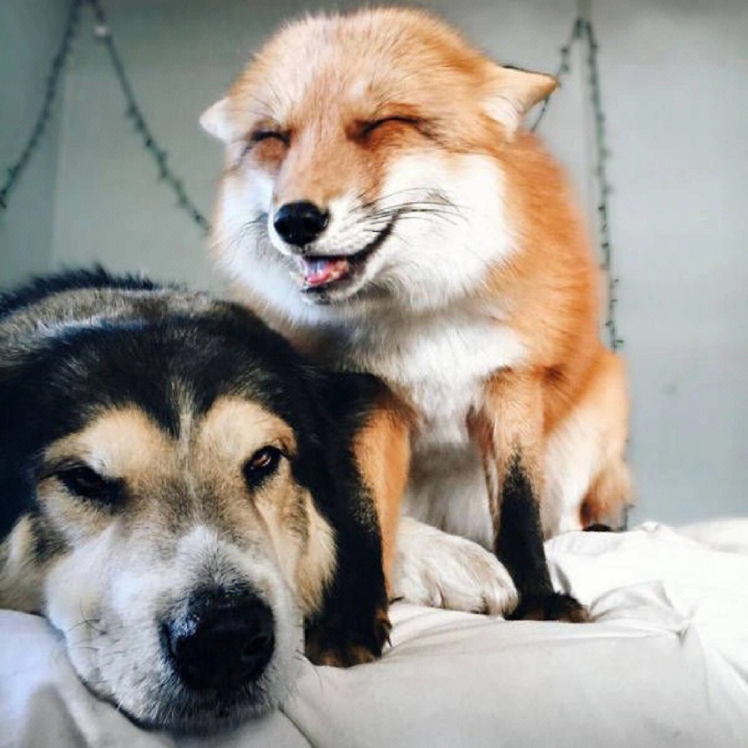 伊索寓言thedogsandthefox狗和狐狸