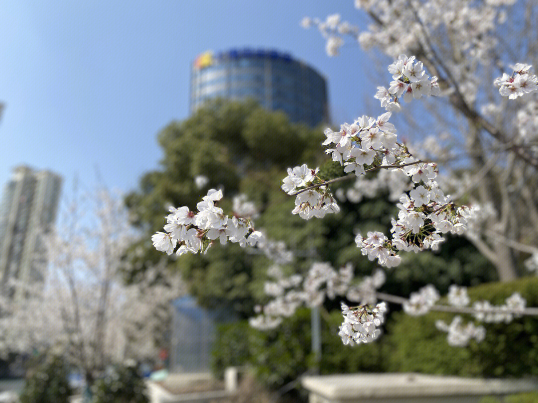 江浦公园的樱花