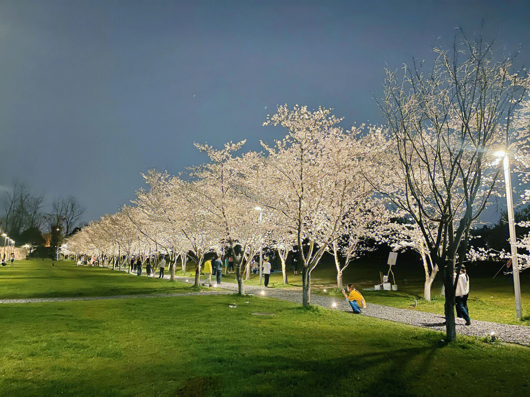 良渚古城遗址公园樱花图片