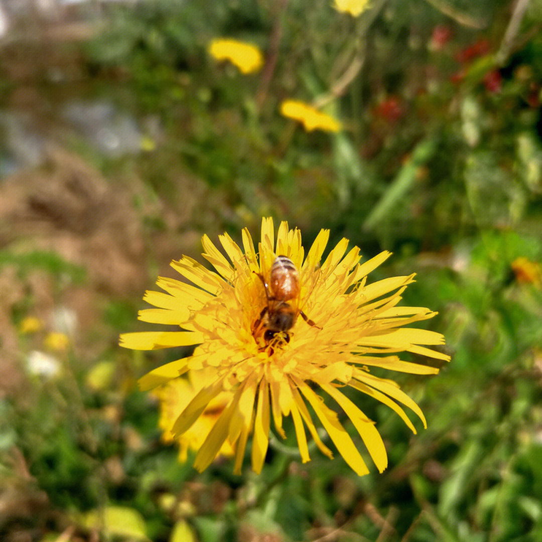 蜜蜂恋花图片大全图片