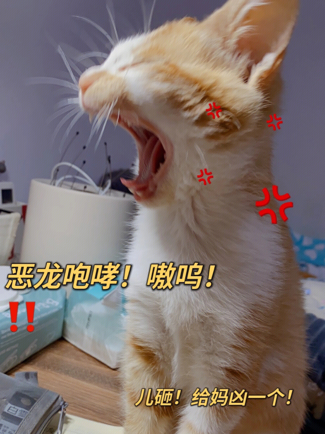 晚安98#我家宠物好可爱#橘猫#猫咪日常#宠物表情包