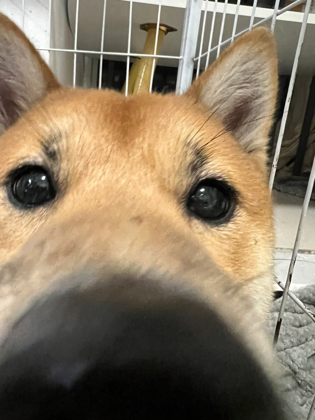 狗鼻子怼镜头的照片图片