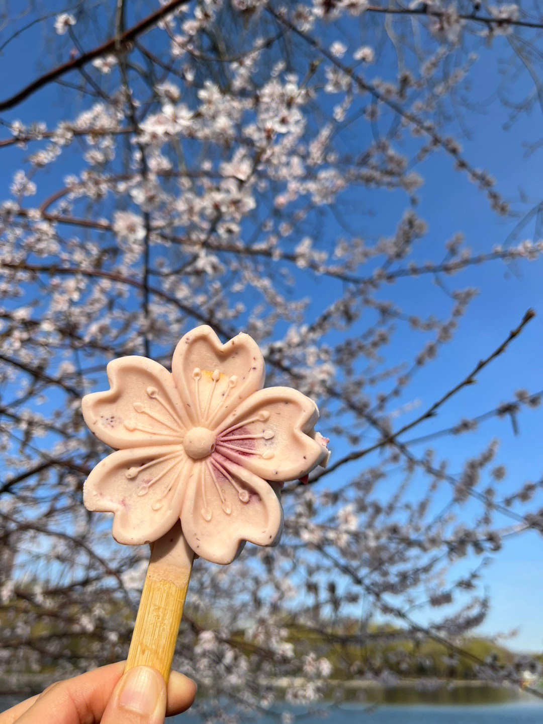 玉渊潭雪糕图片