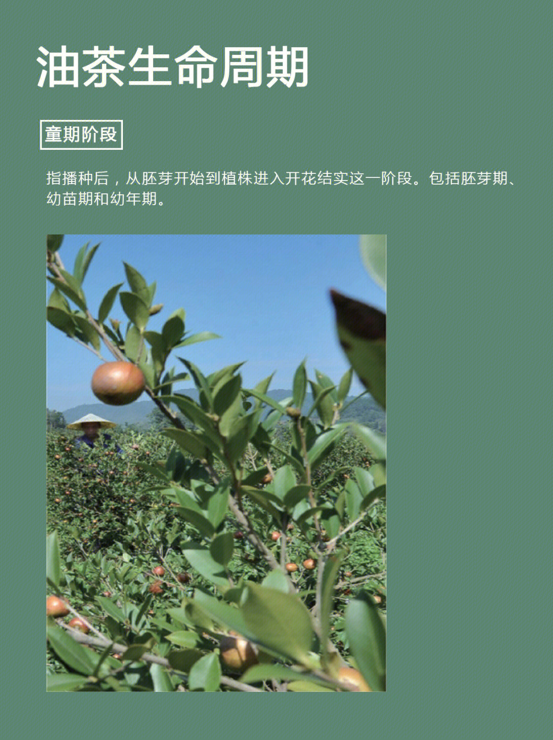 山茶油果树从播种到产果,大约需3—5年,到盛果期需5年以上,产量较低