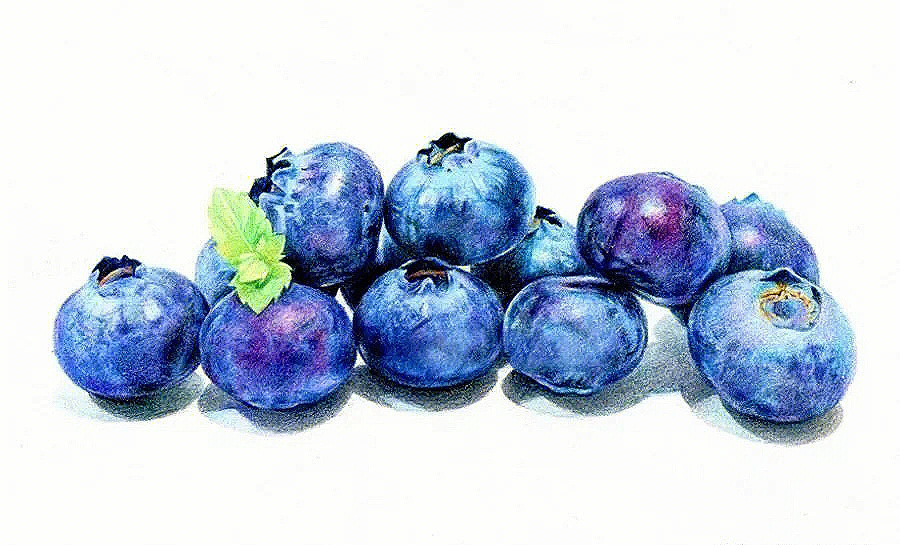 蓝莓的画法图片