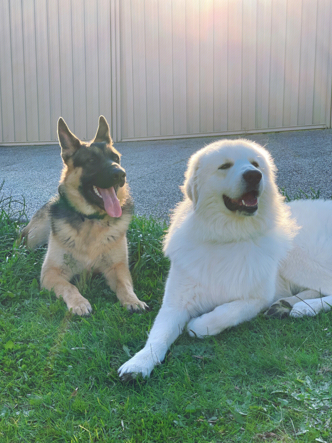 荷兰牧羊犬和马犬杂交图片