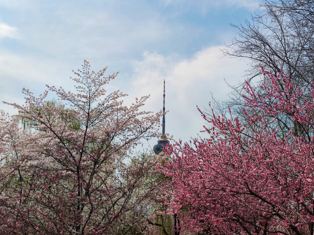 北京玉渊潭樱花