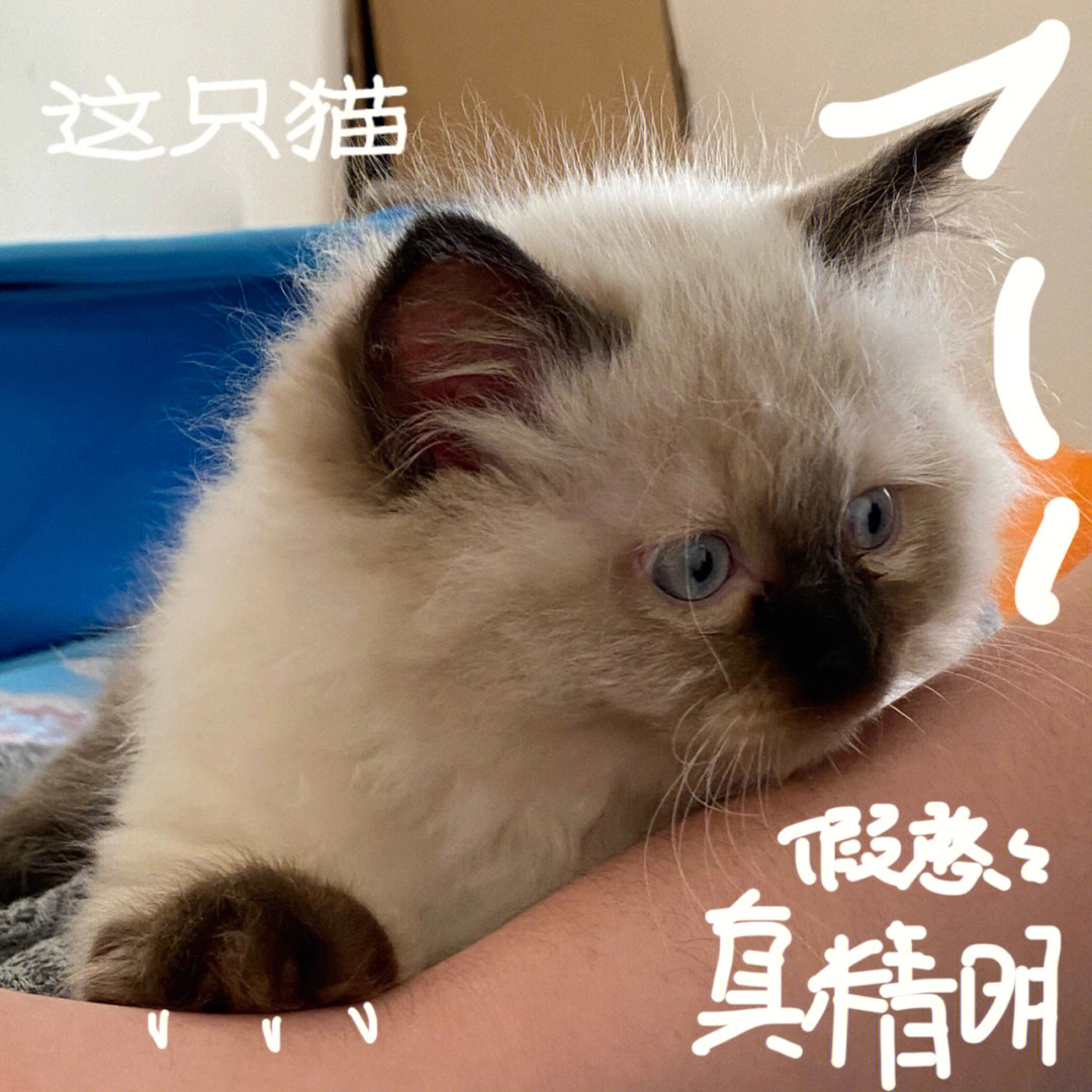 plog一只假憨憨真精明的猫崽崽