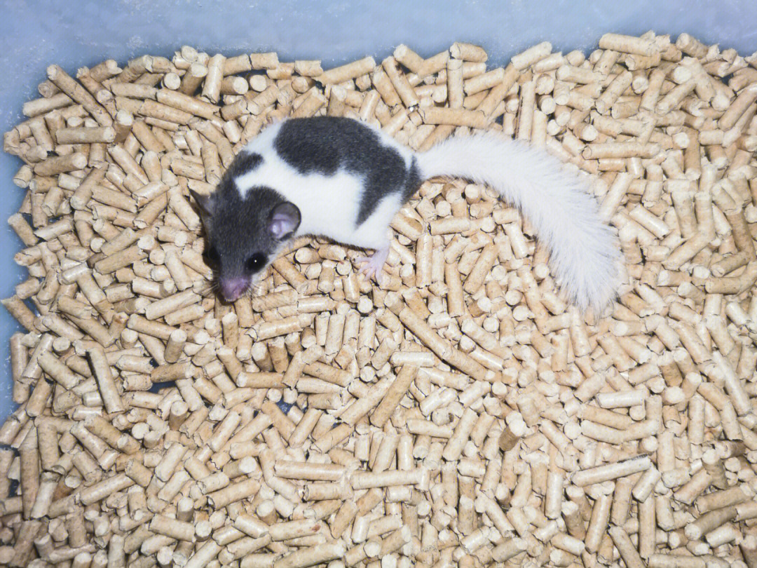 西班牙睡鼠智商图片