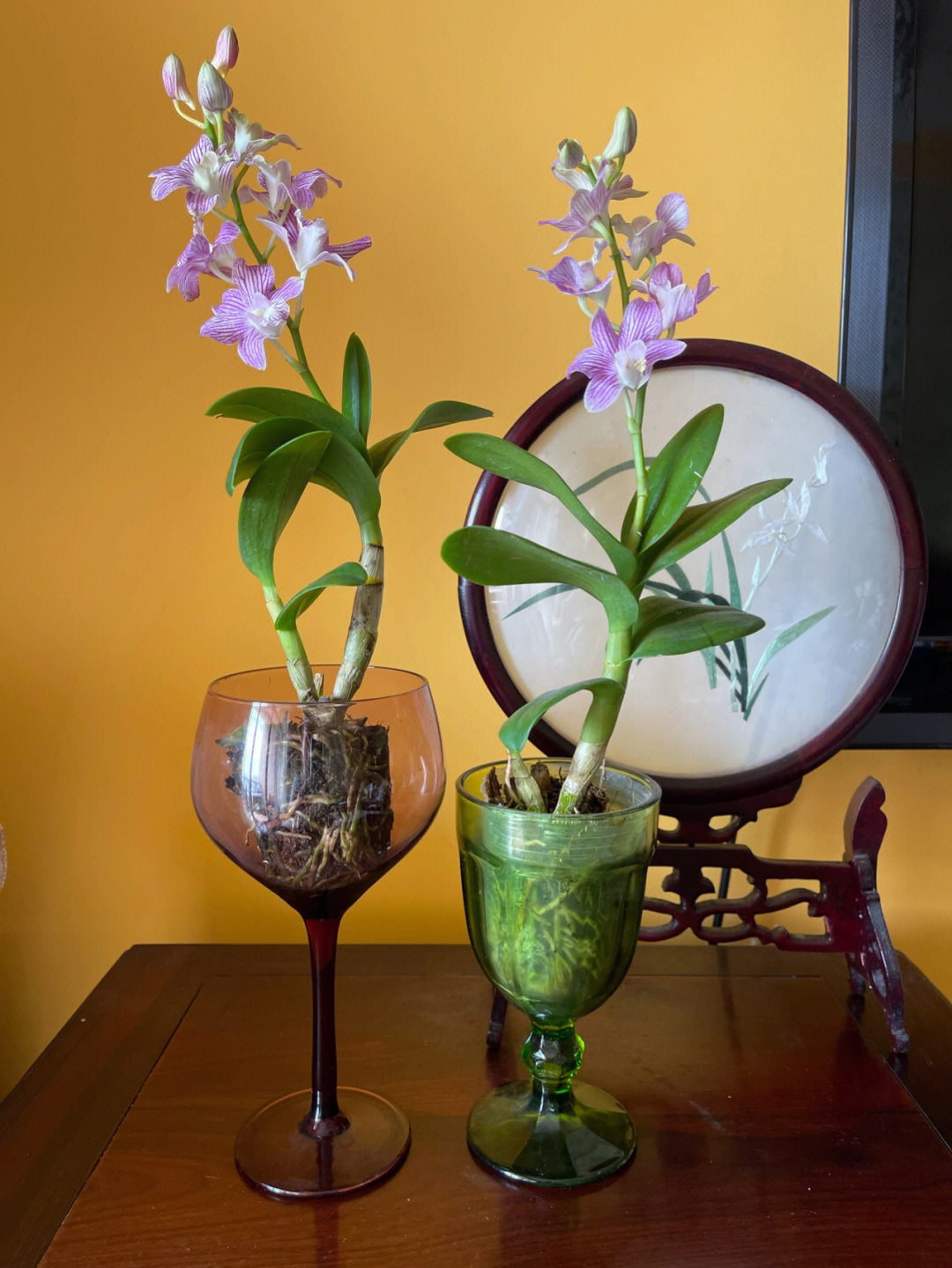 这两株石斛兰的品种叫紫蝶,每周只用浇一次水,每两天用喷壶喷些水滴在
