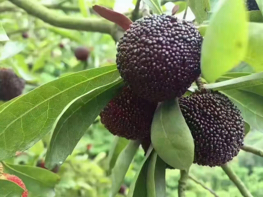 慈溪杨梅节的风俗图片