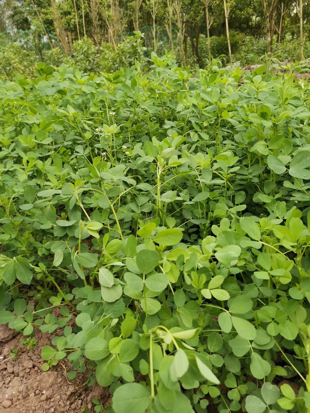 爱屋及乌为爱兔种苜蓿草