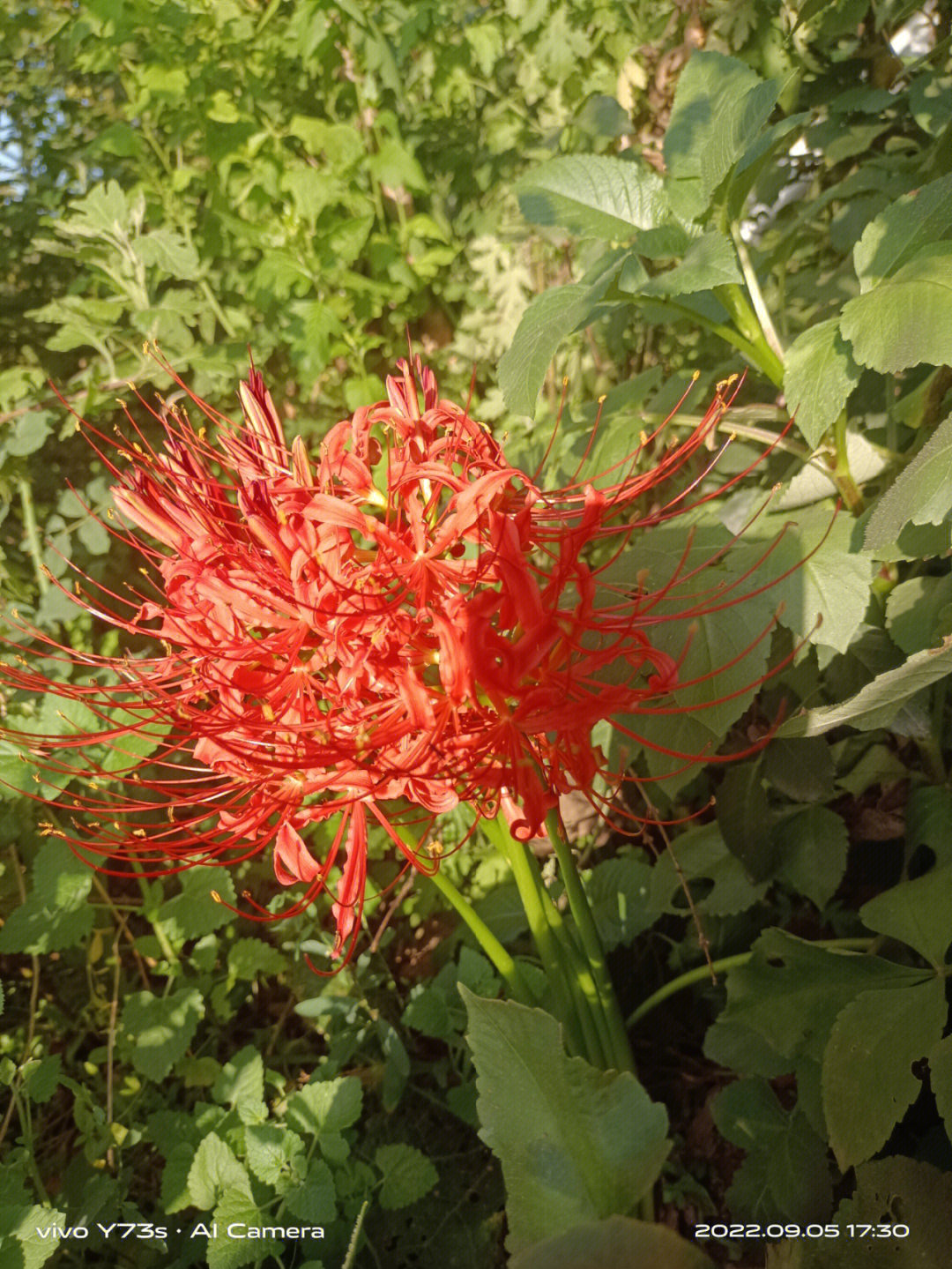 萨日朗和彼岸花图片