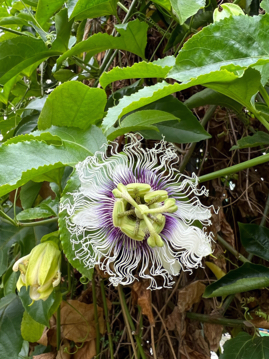 百香果雄花雌花图片图片