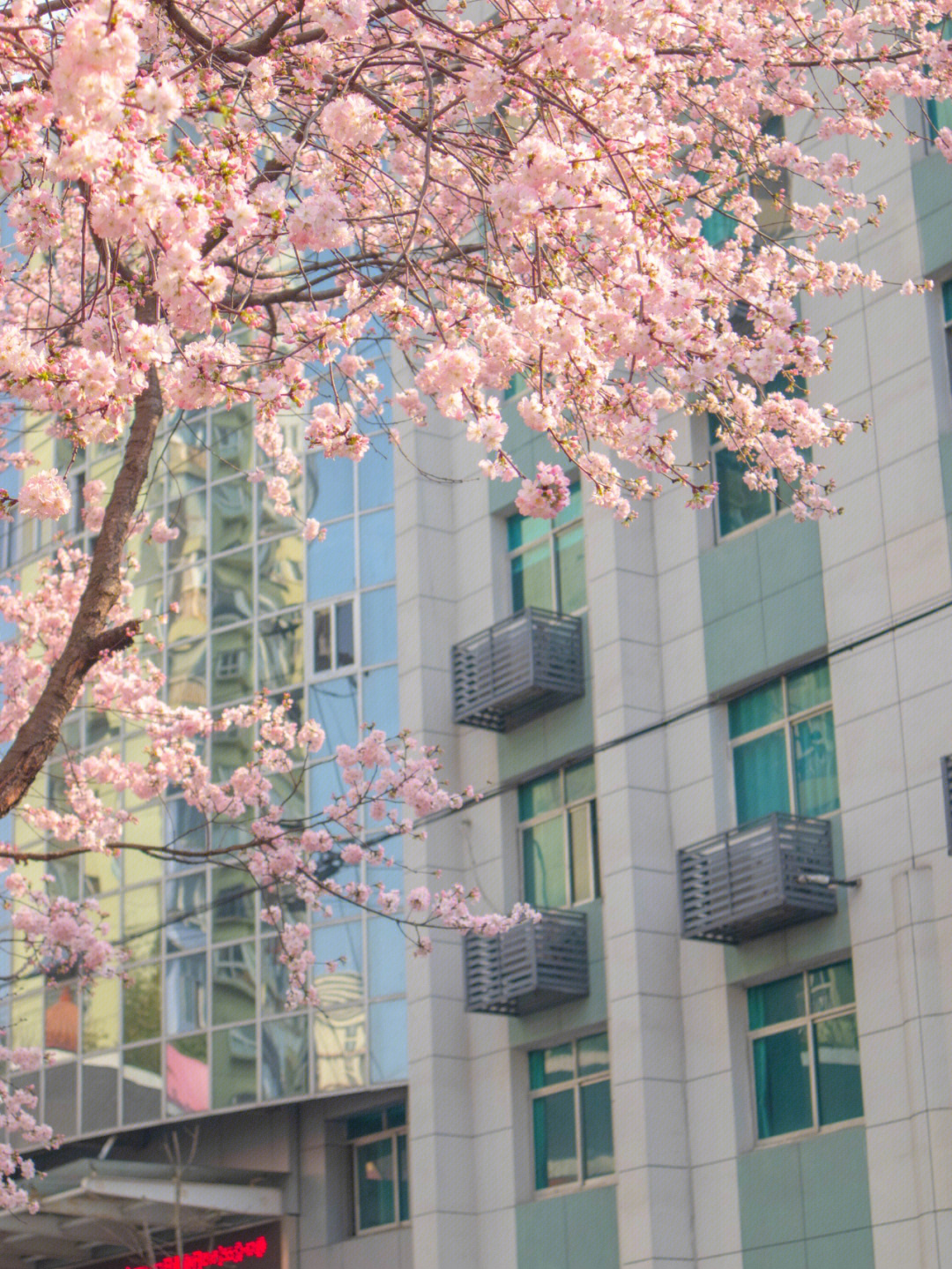 常德市蔡家岗樱花园图片