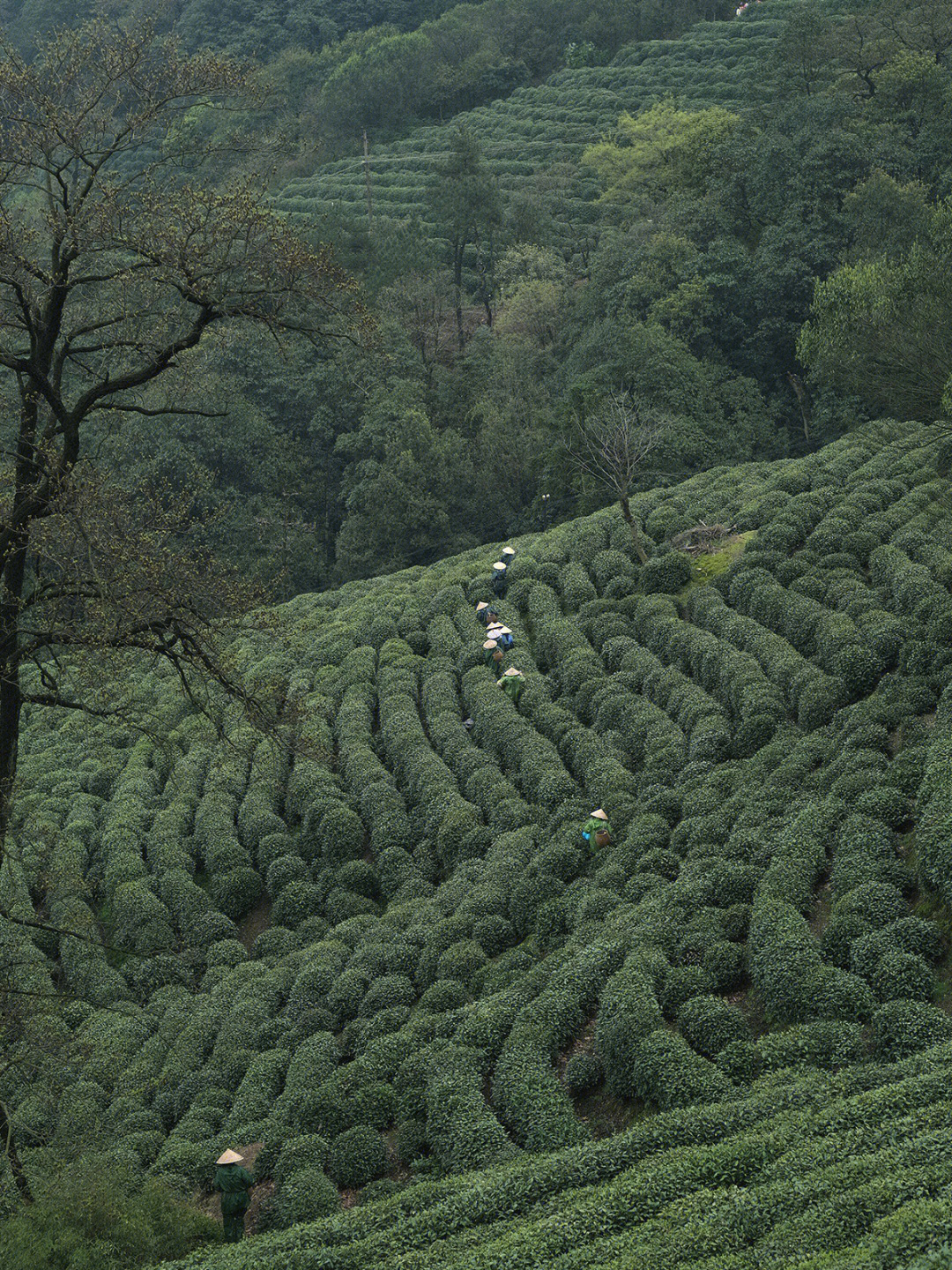 狮峰