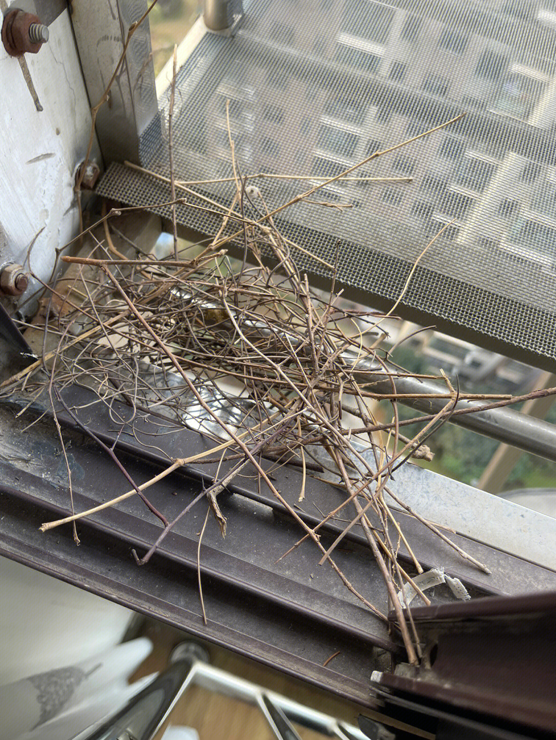 斑鸠在窗台做窝啥兆头图片