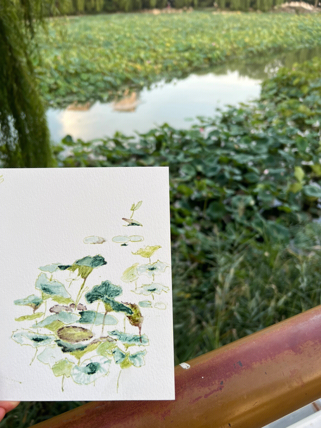 紫竹院手绘速写图片