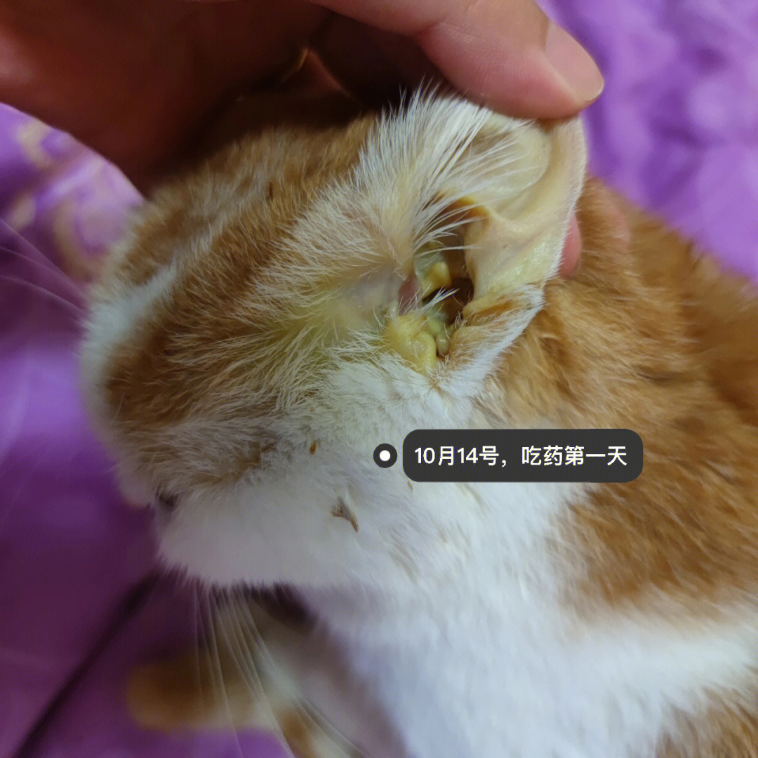 记录一下得肝病黄疸的猫咪治疗过程